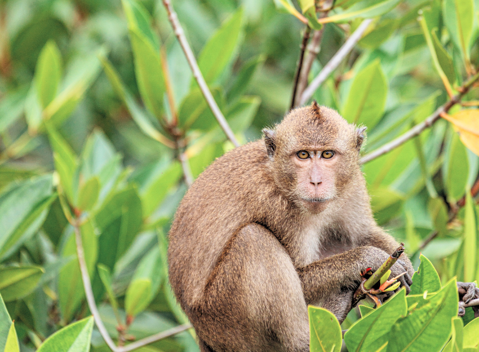 Monkey Bay Monkey Bay